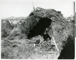 Photograph of a  dog standing guard in front of a karnee dwelling, Ash Meadows, Nevada, circa 1900s-1910s