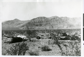 Photograph of horse and donkey carcasses, possibly Pahrump Valley, Nevada, circa 1880s-1910s