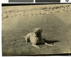 Photograph of Vail and Ida Pittman's dog, 1940s