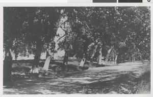 Photograph of John S. Park home, North Las Vegas, Nevada, 1920s