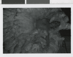 Photograph of a showgirl wearing a feathered costume, Dunes Hotel, Las Vegas (Nev.), 1957-1960s