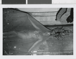 Photograph of a showgirl wearing a chandelier headdress and sheer veil, Dunes Hotel, Las Vegas (Nev.), 1957-1960s