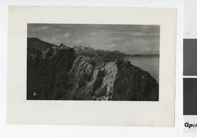 Photograph of bird nest, Lake Mead, 1935-1940