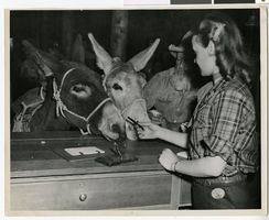 Photograph of donkeys during Helldorado, Las Vegas (Nev.), 1940s