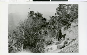 Photograph of horse on mountainside, Picohe (Nev.), circa 1916
