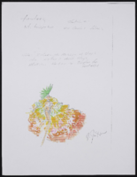 Fantasy for 24 girls: color photocopy of drawing with notes