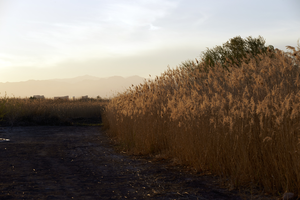 Clark County Wetlands Park, Clark County, Nevada: digital photograph