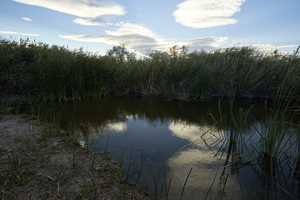 Clark County Wetlands Park, Clark County, Nevada: digital photograph