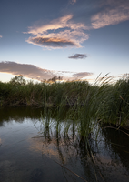 Clark County Wetlands Park, Clark County, Nevada: digital photograph