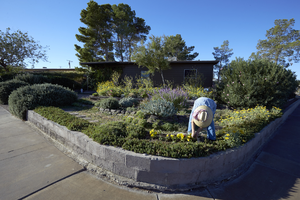Adrianne Ruefa tends her garden at an original townsite home, Henderson, Nevada: digital photograph