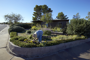 Adrianne Ruefa tends her garden at an original townsite home, Henderson, Nevada: digital photograph