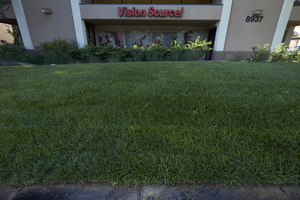Grass use at The Lakes Busines Park off West Sahara Avenue near South Durango Drive, Las Vegas, Nevada: digital photograph