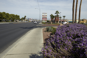 Landscaping along the Sahara Pavilion North, looking north, Las Vegas, Nevada: digital photograph