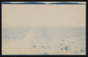 Road through the Nevada desert: postcard