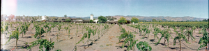 Robert Mondavi winery, Napa Valley, California: panoramic photograph
