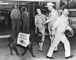 Frank Brockman pulling a Beatty burro: photographic print
