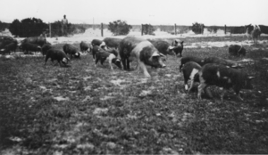 Hogs on the T&T Ranch: photographic print