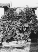 Produce grown on the ranch: photographic print