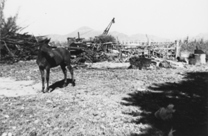 Horse on Tubb Ranch: photographic print