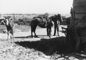 Horses on Tubb Ranch: photographic print