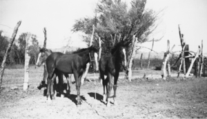 Horses at Tubb Ranch: photographic print