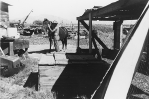 Fred Tewilliger, a guest from Del Mar, California, stands beside a horse: photographic print