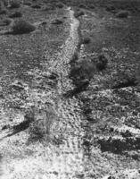 Cattle trails located on the Hidden Hills Ranch: photographic print