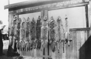 Hides of coyotes trapped by Fred Davies and Johnny Konzos: photographic print