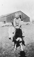 Kenneth Hughes, brother of Pahrump resident Leon Hughes, atop a calf at the Pahrump Ranch: photographic print