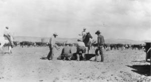 Branding cattle on the Fallini Ranch, Nevada: photographic print
