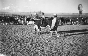 Oscar "Lefty," the calf: photographic print