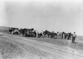 Driving horses at the Fallini Ranch in Nevada: photographic print