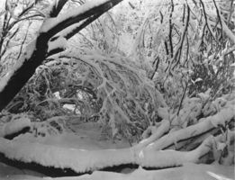 Willows during a heavy snowstorm: photographic print