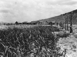 Ed Reed's home at Cedar at the end of Cedar Pipeline. Nevada: photographic print