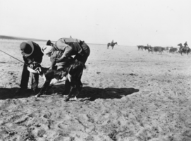 Orville Knighten Reed teaching O.K. Jr. to ride a calf: photographic print