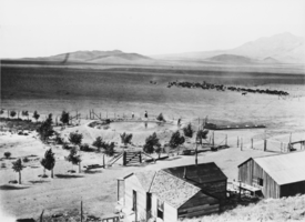 Cedar, at the end of Cedar Pipeline, south of the Kawich Mountains, Nevada: photographic print