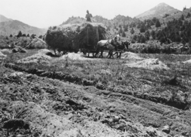 Putting up hay at Orville Knighten Reed's ranch in Hawes Canyon, Nevada: photographic print