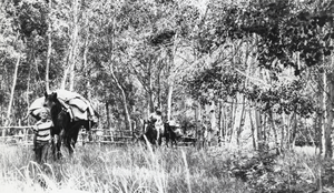Passing through the gate, moving towards the cabin at the Wardenot pasture, Nevada: photographic print
