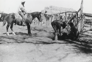 Branding calves at the Wine Glass Ranch: photographic print