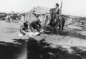 Armando Francisco, Pete Rogers, and Dan Berg branding calves: photographic print